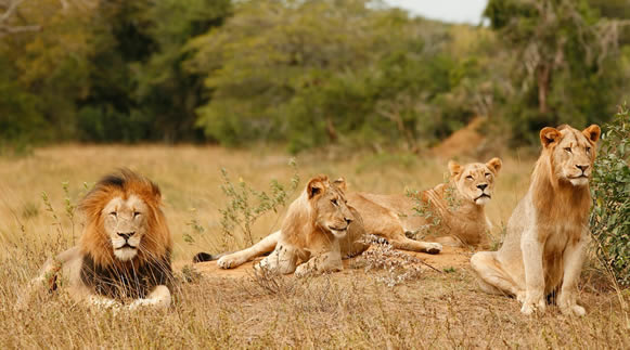 3 Days Akagera National Park Tour